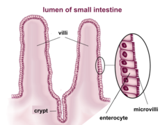 <p>enterocytes</p>