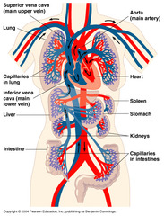 <p>Transport oxygen, nutrients, hormones, ions, and fluids throughout the body and removes metabolic wastes.</p>