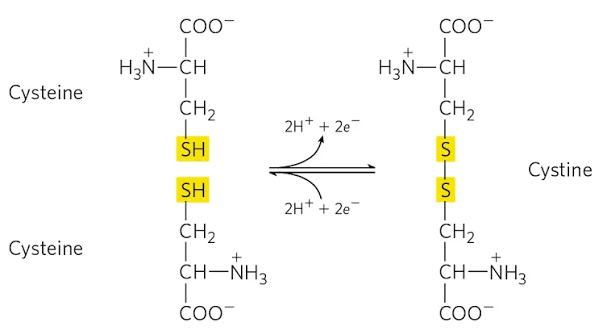 <ul><li><p>2 Cys OXIDIZE </p></li><li><p>Strong COVALENT bond</p></li><li><p>stabilizes protein structure </p></li></ul><p></p><p>weak 280 abs</p>