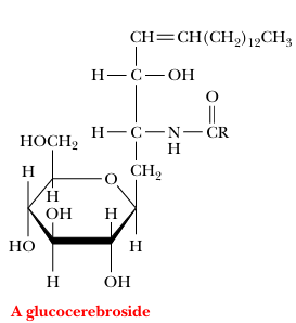 <p>cerebroside</p>