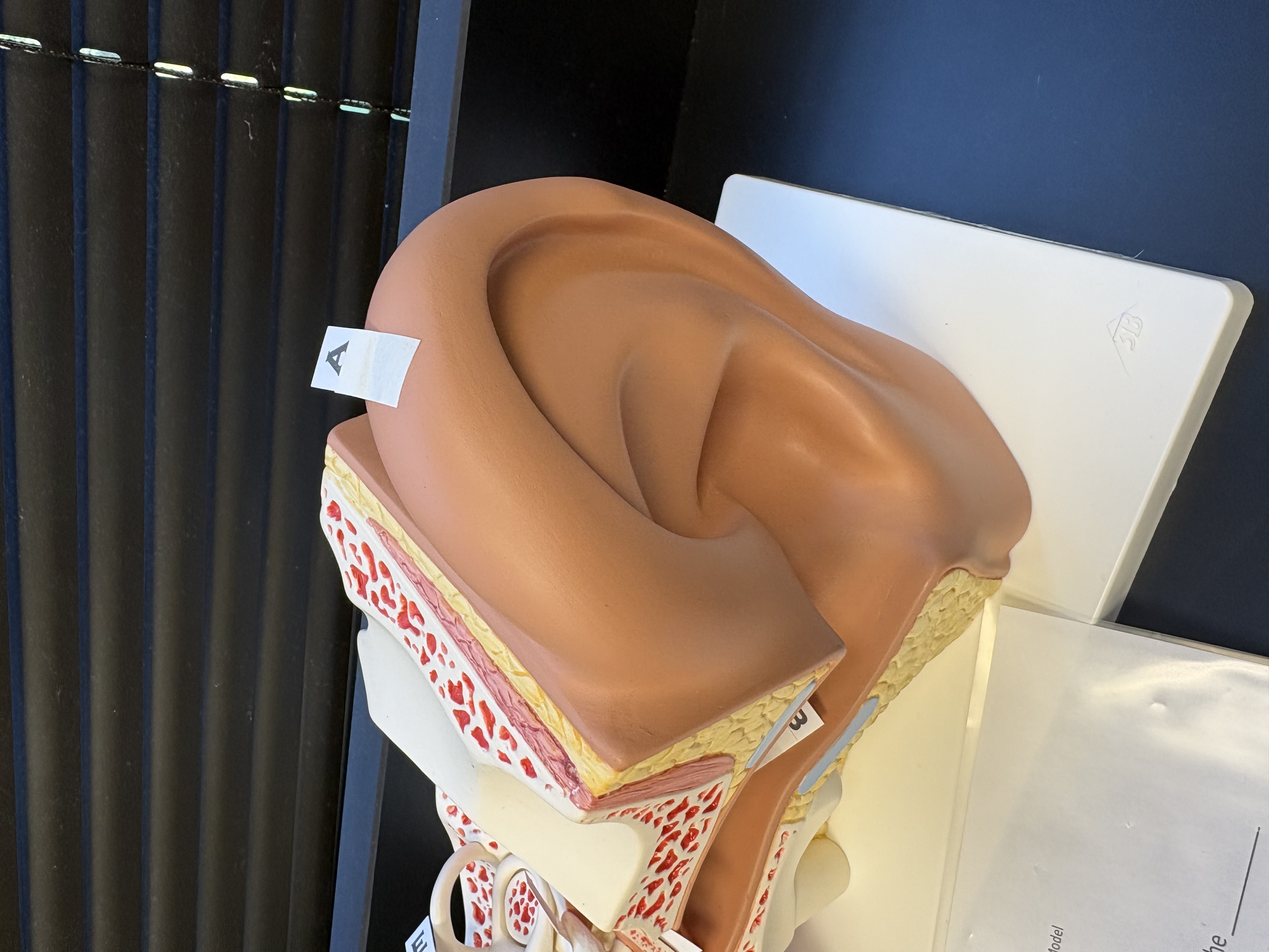 <p>A. identify this structure</p>