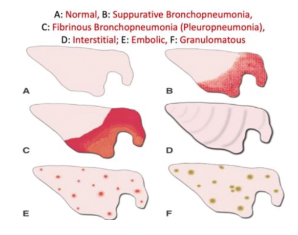 <ol><li><p><strong>Bronchopneumonia</strong> = Bacterial with predisposing viral aetiologies</p><ul><li><p><u>Distribution:</u> Cranioventral</p></li><li><p><u>Types:</u> Consolidation, abscessation, fibrinous adhesions</p></li></ul></li><li><p><strong>Interstitial pneumonia</strong> = Non-infectious, toxic, hypersensitivity, parasitic</p><ul><li><p><u>Distribution:</u> General/diffuse → Rib impressions</p></li><li><p><u>Types:</u> Interstitial oedema, emphysema, fibrosis</p></li></ul></li><li><p><strong>Embolic/metastatic</strong> = Septic embolic, abscess, granulomatous</p><ul><li><p><u>Distribution:</u> Multifocal associated with vessels</p></li></ul></li></ol><p></p>