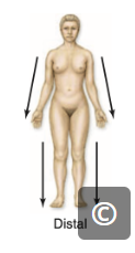 <p>distal</p>
