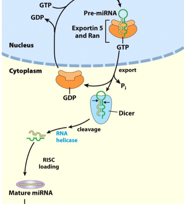 <p>Cytoplasmic Dicing</p><ul><li><p>following export, the pre-miRNA is released to cytoplasm</p></li><li><p>the enzyme <strong>Dicer</strong> cleaves the loop of the hairpin, leaving a short double-stranded RNA duplex</p></li></ul><p></p>