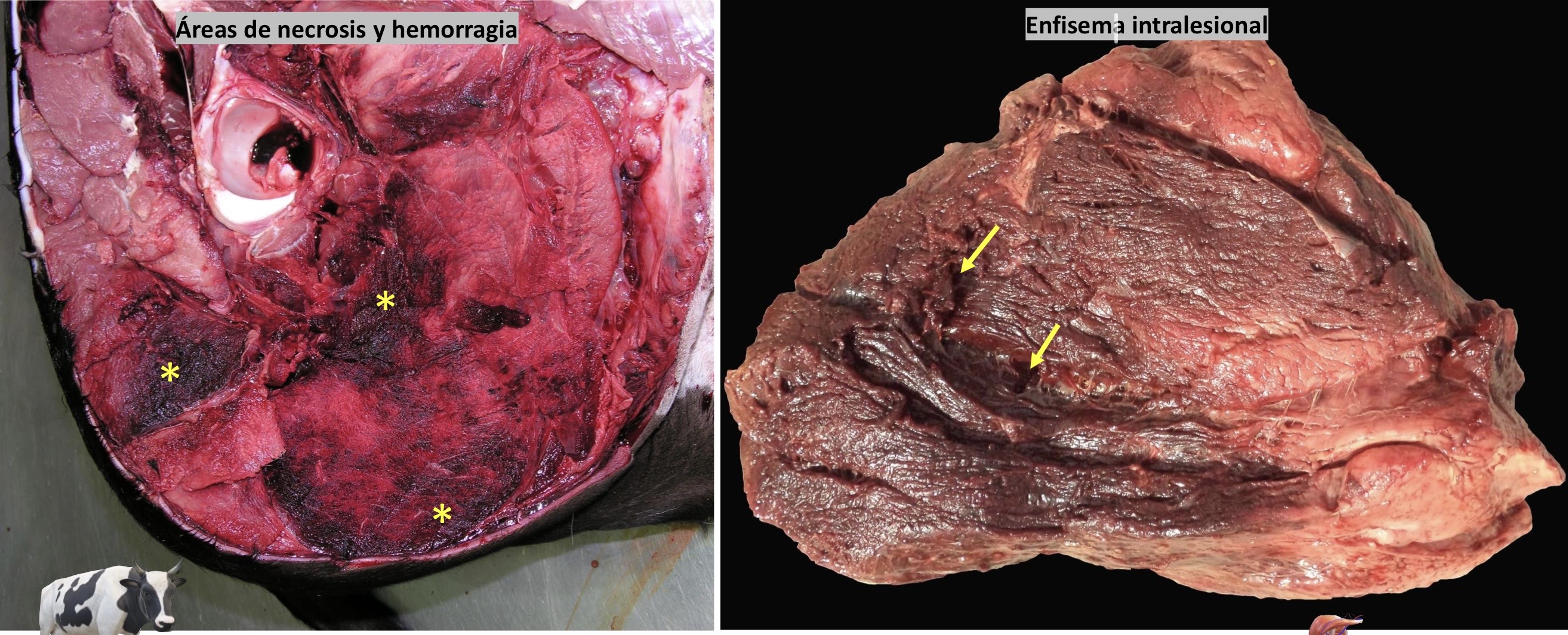 <p>Patogenia </p>