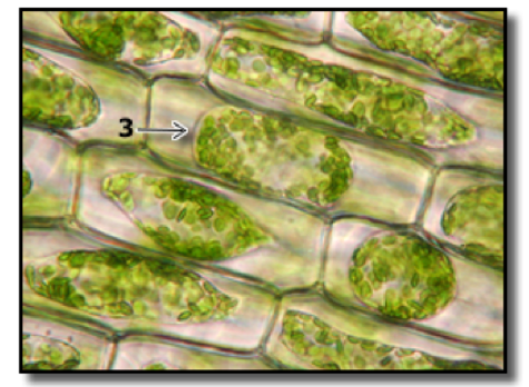 <p>Suppose you look at a plant cell under a microscope, and see the following:</p><p>These plant cells are in what type of solution, relative to the cell?</p>