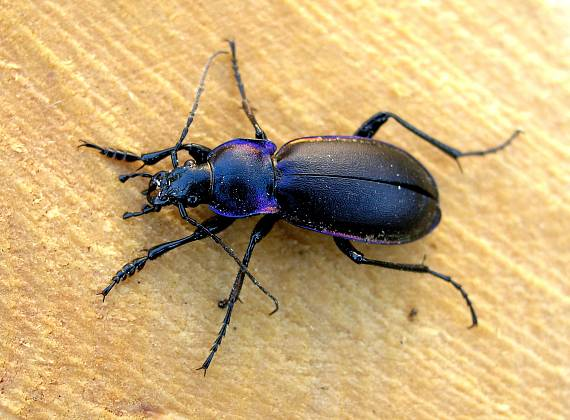 <p></p><p>rad:</p><p>druh:</p>