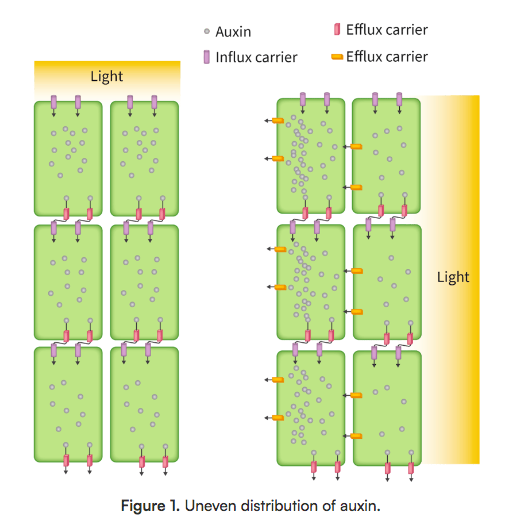 <p>Above</p><ul><li><p>auxin from shoot tip evenly diffuses down stem</p></li><li><p>cells grow at same rate, so shoot grows vertically up</p></li></ul><p>Lateral</p><ul><li><p>auxin moves towards shaded side, causing more rapid cell elongation at that side</p></li><li><p>uneven growth causes stem to bend towards light source</p></li></ul><p></p>