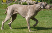 <p>welk type hond is dit</p>