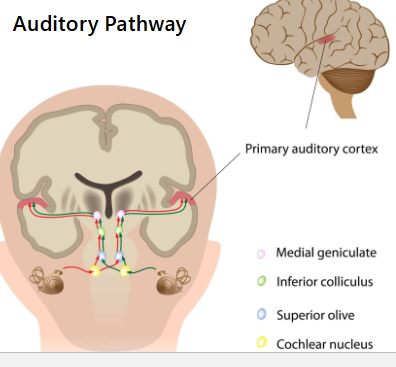 <p>Information travels along the auditory nerve to the: </p><p><strong>Cochlear nucleus</strong>: Determines the</p><p>direction of sound and only receives info from one ear</p><p><strong>The superior olive</strong>: Receives info from both ears, helps to determine sound localization</p><p>Next, information passes through the</p><p>inferior colliculus and the medial geniculate nucleus (MGN) (in the thalamus!)</p><p>MGN relays information to primary auditory cortex in the temporal lobe</p>
