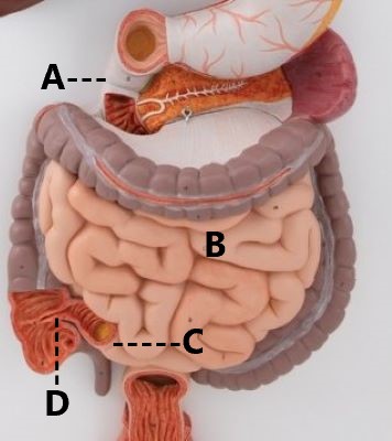 <p>B</p>