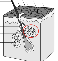 <p>*oil-producing glands that result from disintegration of some gland cells.*</p><p>-creates the oily secretion, sebum</p><p>- is passed by a duct into the neck of the hair follicle.</p>