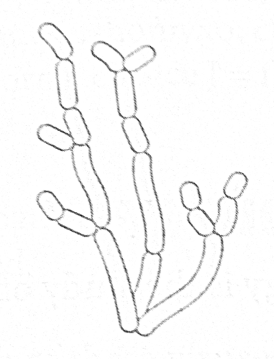 <p>Chains of cells formed by budding</p>