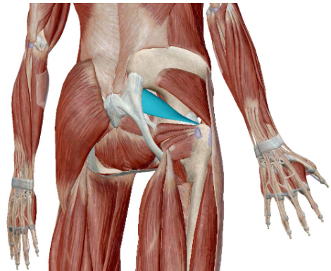 <p>what muscle is this</p>