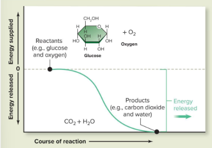 <ul><li><p>reactants with more energy within their chemical bonds/reactants than products</p></li><li><p><strong>energy released </strong>with net decrease in potential energy</p><ul><li><p>ex</p><ul><li><p>decomposition reactions</p></li><li><p>glucose + o2→ co2 + water</p></li><li><p>ATP splitting</p></li></ul></li></ul></li></ul><p></p>