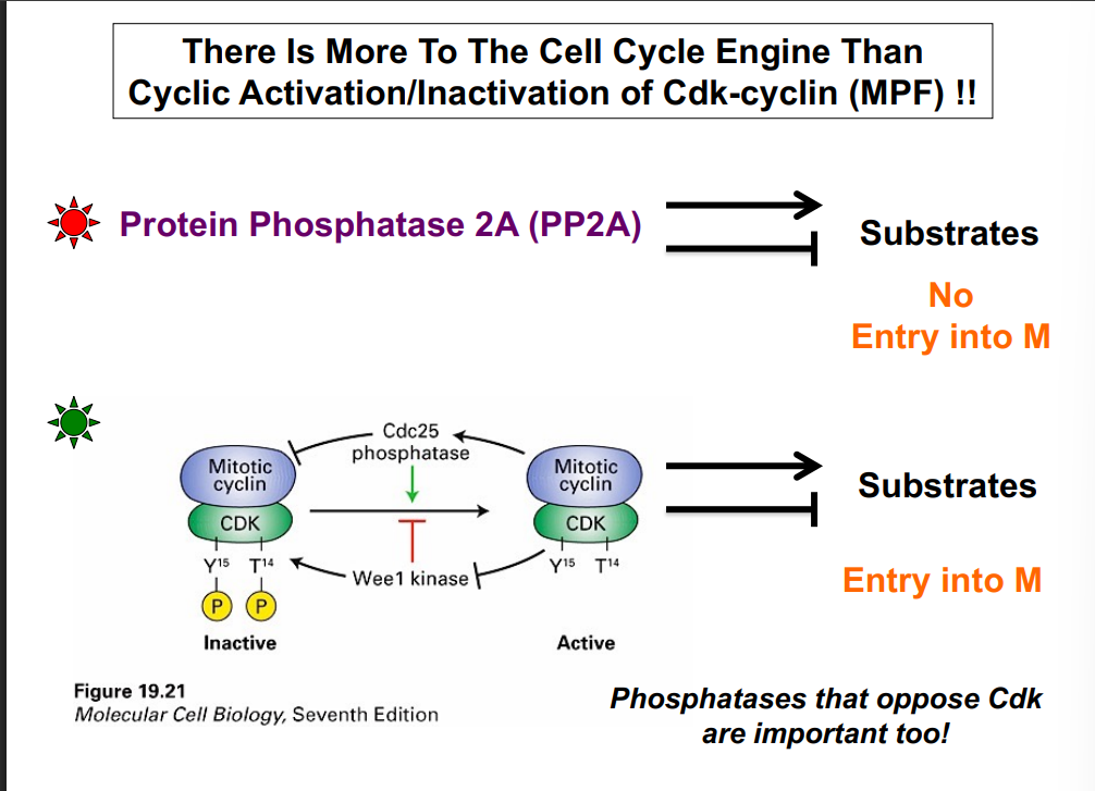 <p><span style="background-color: transparent;"><strong>Positive Feedback Loop and Bistability</strong></span></p>