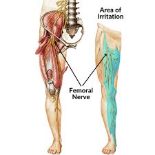 <p>Summerize the <strong>femoral nerve</strong>.</p>