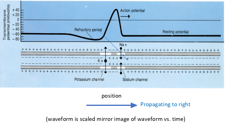 <p>constant velocity -> plot of waveform against time equivalent to plot of waveform against distance = instantaneous ‘snapshot’ of spatial extent, shape</p>
