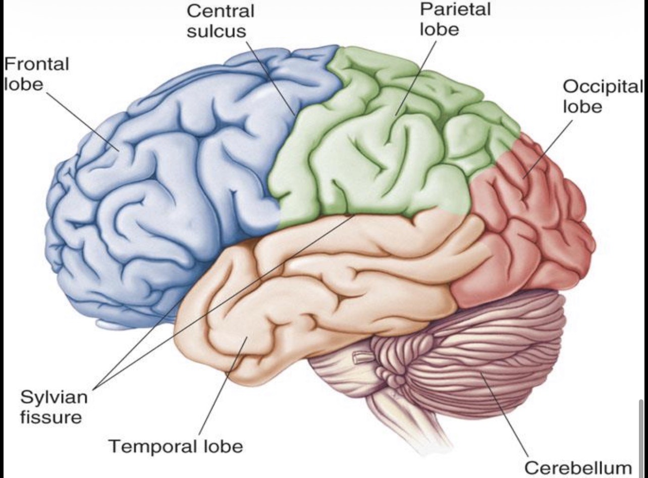 <p>-Frontal</p><p>.</p><p>-Temporal</p><p>.</p><p>-Occipital </p><p>.</p><p>-Parietal</p>