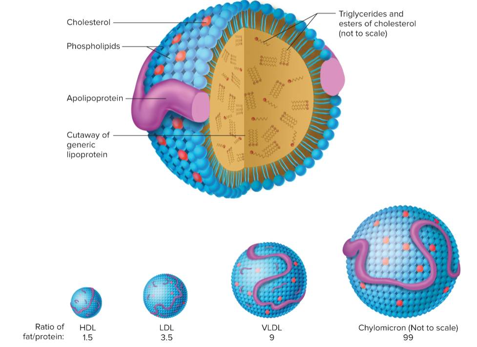 <p>A protein that covers triglycerides formed in the liver with cholesterol </p>
