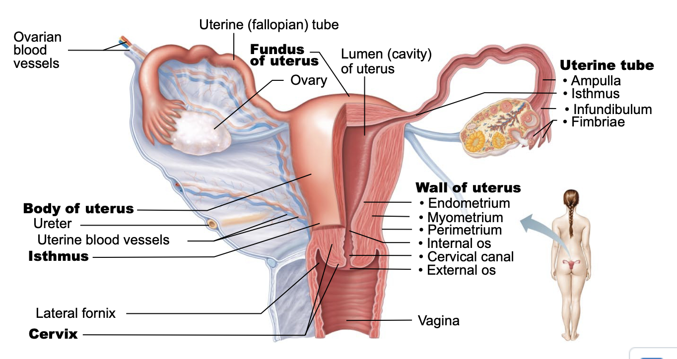 <p><strong>:</strong> What are the main parts of the uterus?<br><strong>A:</strong> Fundus, body, isthmus,cervix.</p>