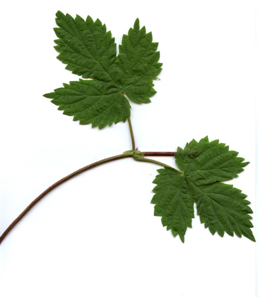 term image