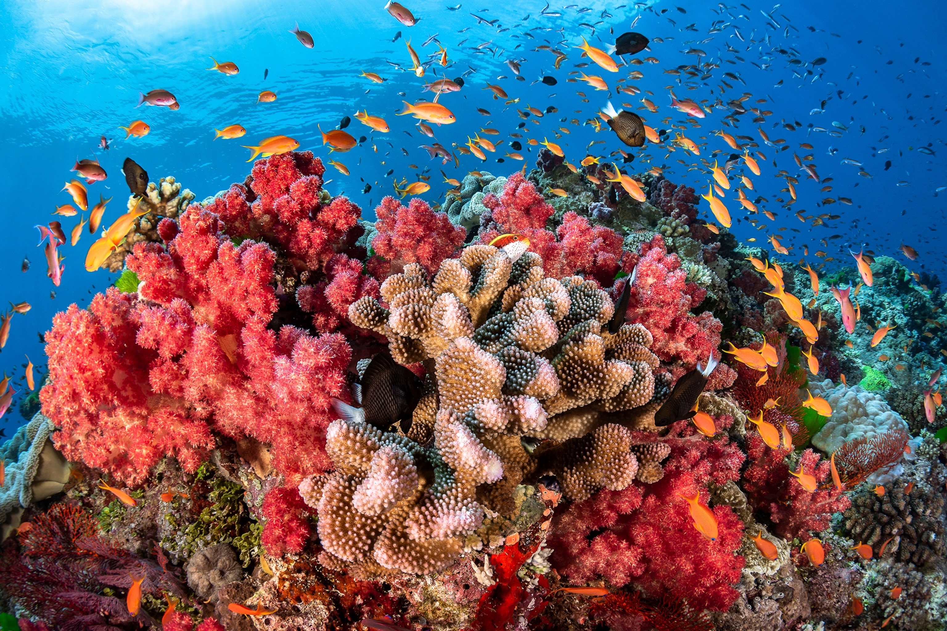 <p>Coral Reef</p>