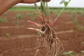 <p>Johnsongrass</p>