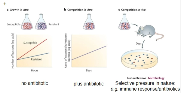 <p>= de invloed van omgevingsfactoren (zoals de aanwezigheid van een antibioticum) die ervoor zorgt dat bacteriën met gunstige eigenschappen overleven en zich voortplanten, terwijl bacteriën zonder die eigenschappen afsterven.</p><p></p>