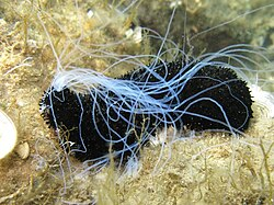 <p>Specialized, sticky, toxic tubules found in some sea cucumbers that can be ejected from the anus to deter predators</p>