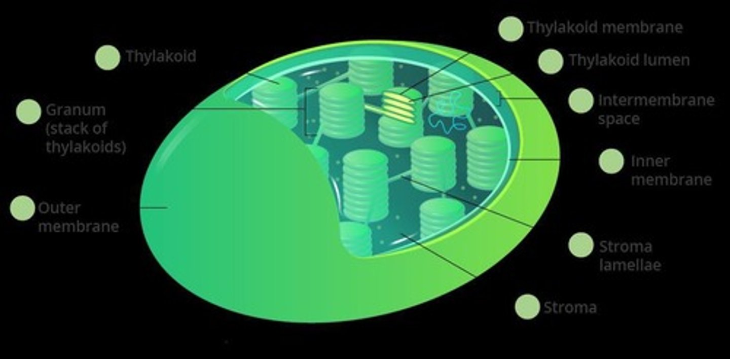 <p>The fluid-filled space in chloroplasts where the Calvin Cycle takes place.</p>