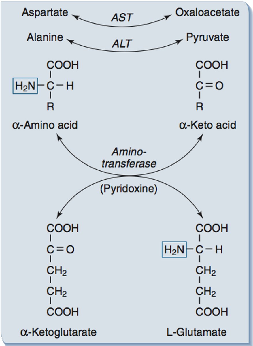 <p>It becomes its corresponding alpha-keto acid (carbon skeleton).</p>