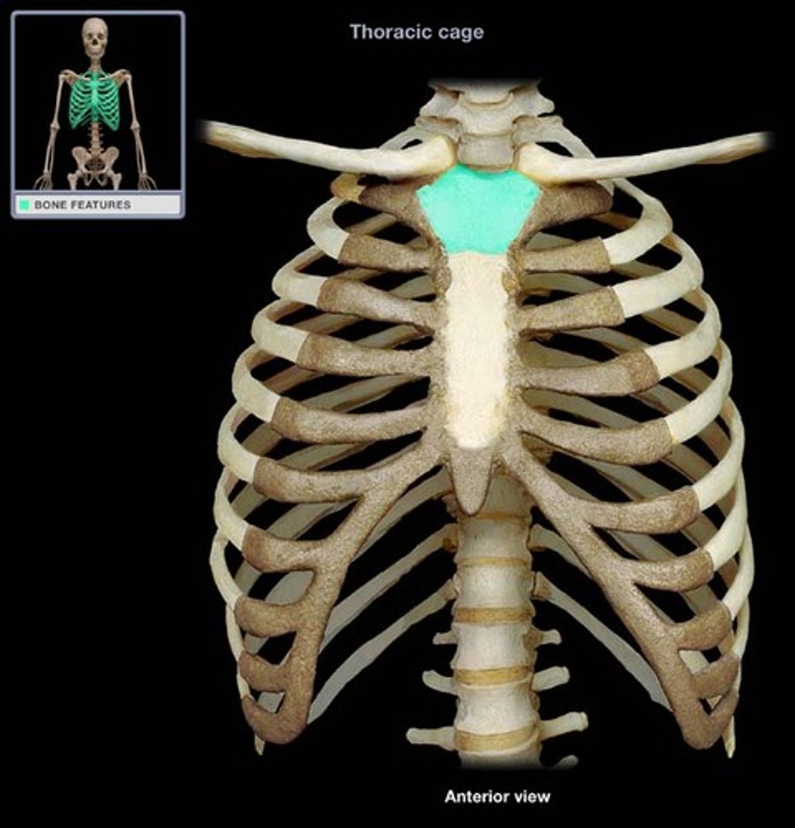 <p>the superior portion of the sternum</p>
