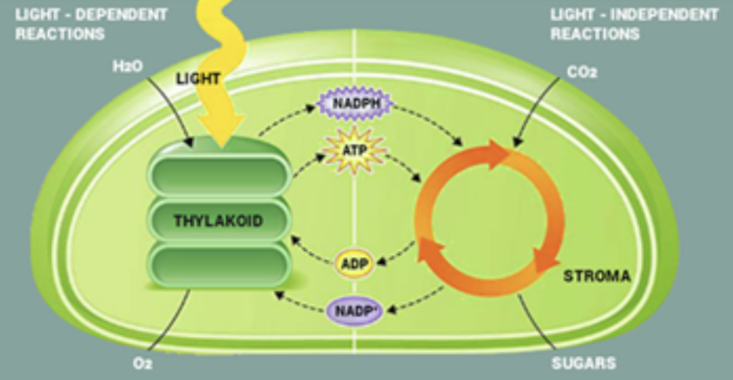 <p><span style="background-color: transparent;"><strong><u>Light-Independent Reactions (Calvin Cycle)</u></strong></span></p><ul><li><p><span style="background-color: transparent;"><mark data-color="#fffe97" style="background-color: rgb(255, 254, 151); color: inherit;">Cells use the </mark><u><mark data-color="#fffe97" style="background-color: rgb(255, 254, 151); color: inherit;">_____</mark></u><mark data-color="#fffe97" style="background-color: rgb(255, 254, 151); color: inherit;"> to build </mark>organic molecules.</span></p></li></ul><p><span style="background-color: transparent;">&nbsp;</span></p><ul><li><p><span style="background-color: transparent;">The <strong>Calvin cycle</strong> reactions occur in 3 stages:&nbsp;</span></p></li></ul><ol><li><p><span style="background-color: transparent;">Carbon fixation&nbsp;– </span></p></li><li><p><span style="background-color: transparent;">Making sugars –&nbsp;</span></p></li><li><p><span style="background-color: transparent;">Reforming RuBP – </span></p></li></ol><p></p><p><span style="background-color: transparent;">The Calvin cycle must “turn” ____ in order to form a glucose molecule.</span></p><ul><li><p><span style="background-color: transparent; color: green;">The Calvin cycle recycles back their reactant (the products of the light-dependent reactions) to the ETS; returns ADP and NADP+ back to the ETS</span></p></li></ul><p></p>