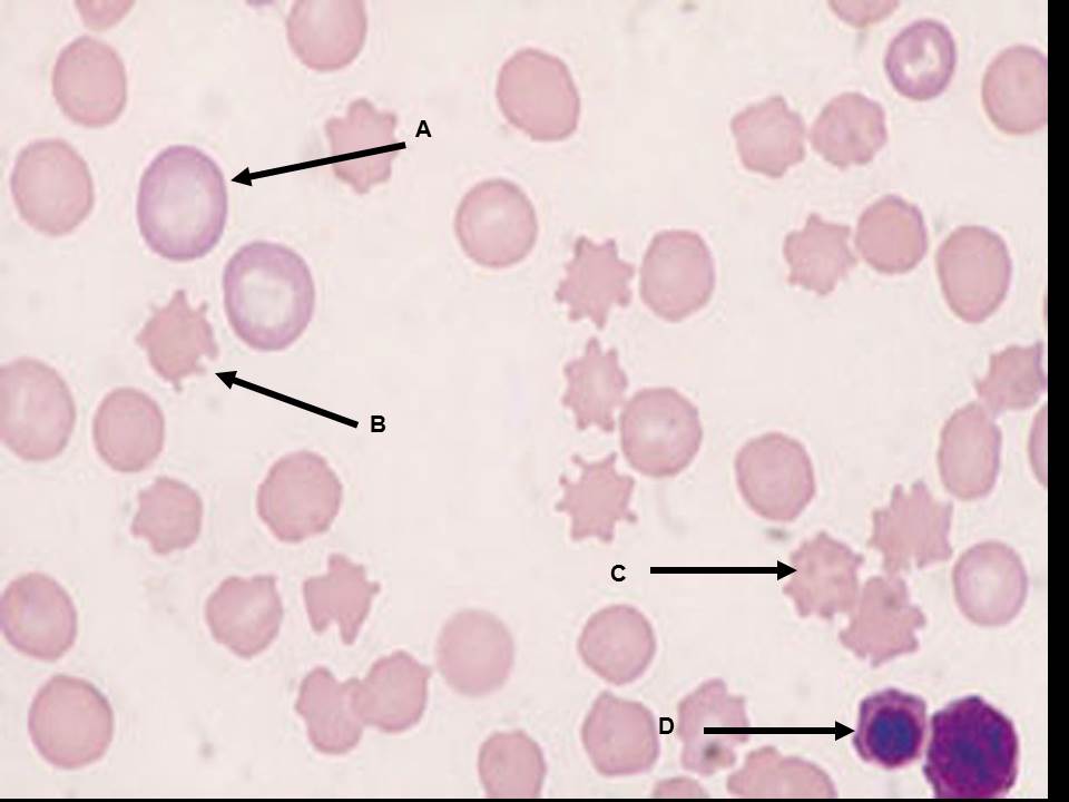<p><span>Match the term in the left column with the description in the right column.</span></p>