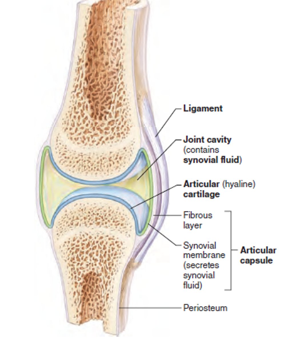 <p>created where two bones articulate to permit a variety of motions</p>