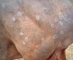 <p>prutritis</p><p>crust</p><p>standing up hairs</p><p>erythema on unpigmented skin</p>