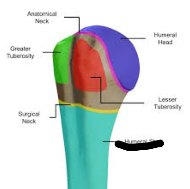 <p>What bone landmark is this within the <strong>Humerus </strong></p>