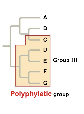 <p>A group that consists of various species that lack a common ancestor</p>