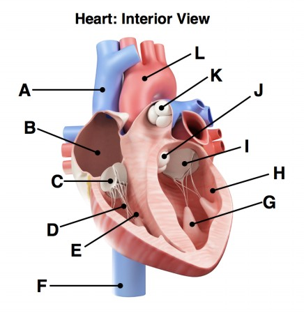 <p>Identify the vein labeled “A”:</p>