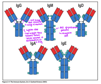<p>The different antibody isotypes differ in the —- regions of the heavy and light chains. </p>