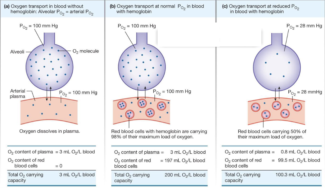 <ul><li><p>O2 transport in the blood</p></li><li><p>increases the amount of O2 that the blood can hold</p></li><li><p>without it, the blood can hold minimal O2</p></li></ul><p></p>