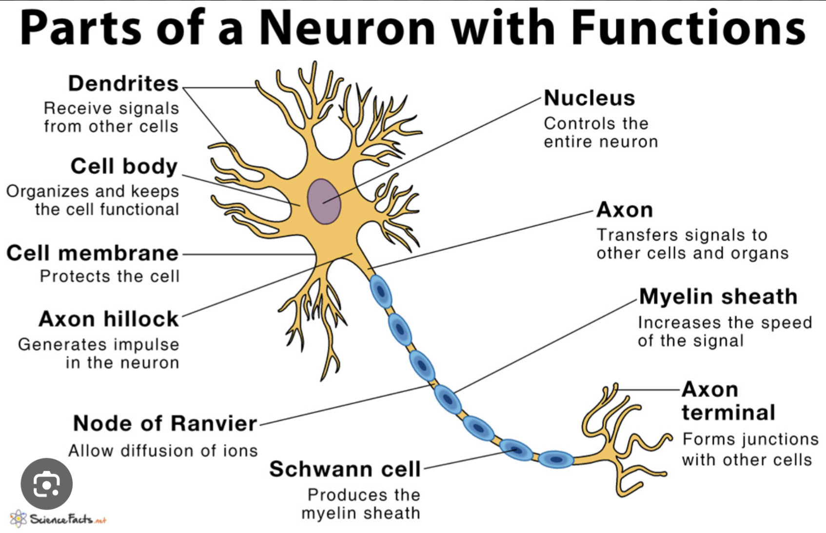 knowt flashcard image
