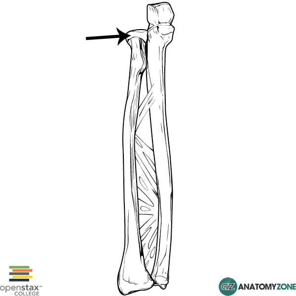 <p>Name the specific part of the bone in color</p>