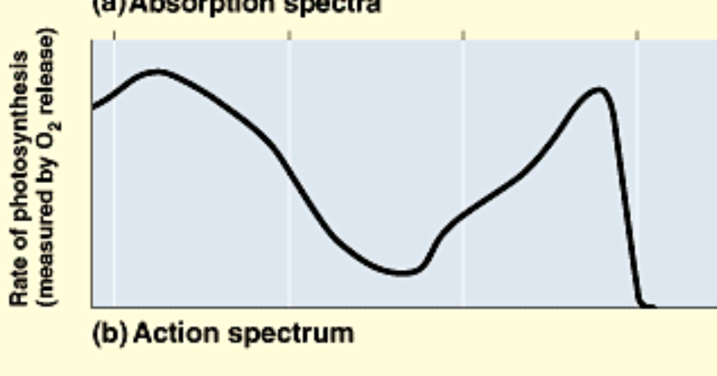 <p>measures amount of released O<sub>2</sub> by a plant for different wavelengths</p><p>1) O<sub>2</sub> is a waste product of photosynthesis, so shows what light is being absorbed for photosynthesis</p>