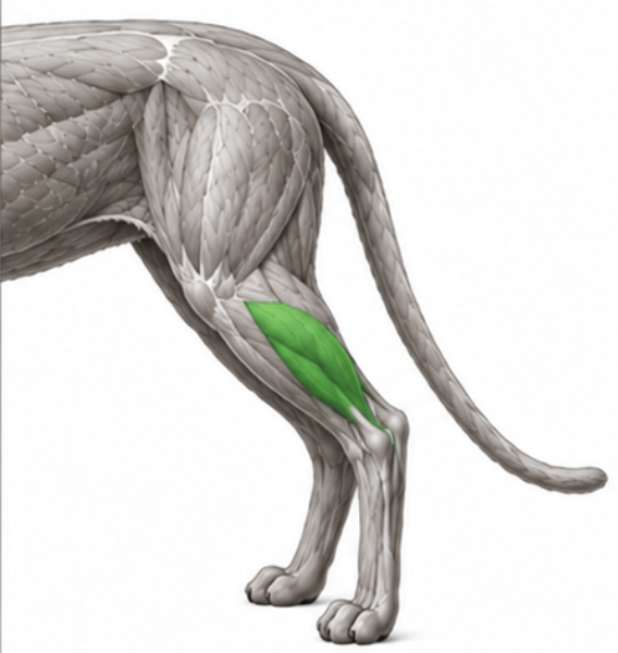 <p>What cat muscle is this?</p>