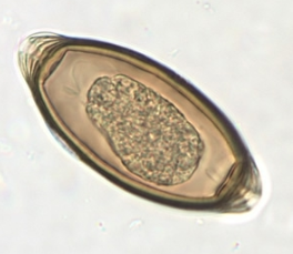 <p>Thick walled oval egg with polar plugs</p>
