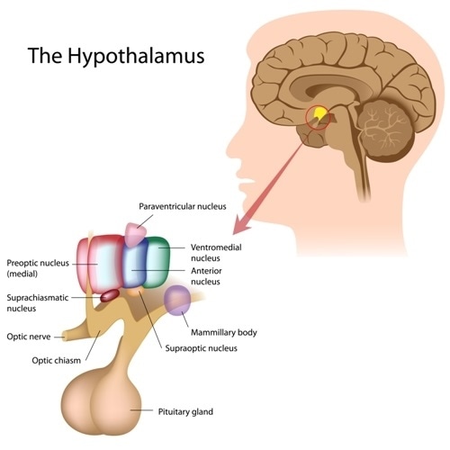 <p>circadian rhythm is regulated in hypothalamus by suprachiasmatic nucleus</p>