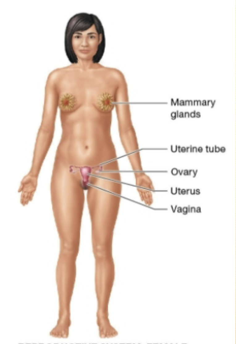 <ul><li><p>produces and transports oocytes (eggs) </p></li><li><p>place of fetal development, nourishment, childbirth, lactation</p></li><li><p>secretes hormones</p></li><li><p>sexual function</p></li></ul><p></p>