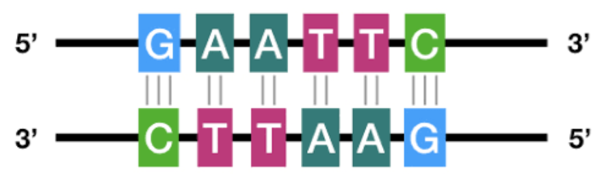 <p>A palindromic sequence(the complementing sequences are identical 5-3)</p>